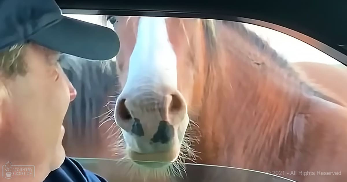 A draft horse with reddish-brown coat and white facial markings interacts with an adult male in a car, set outdoors during midday.