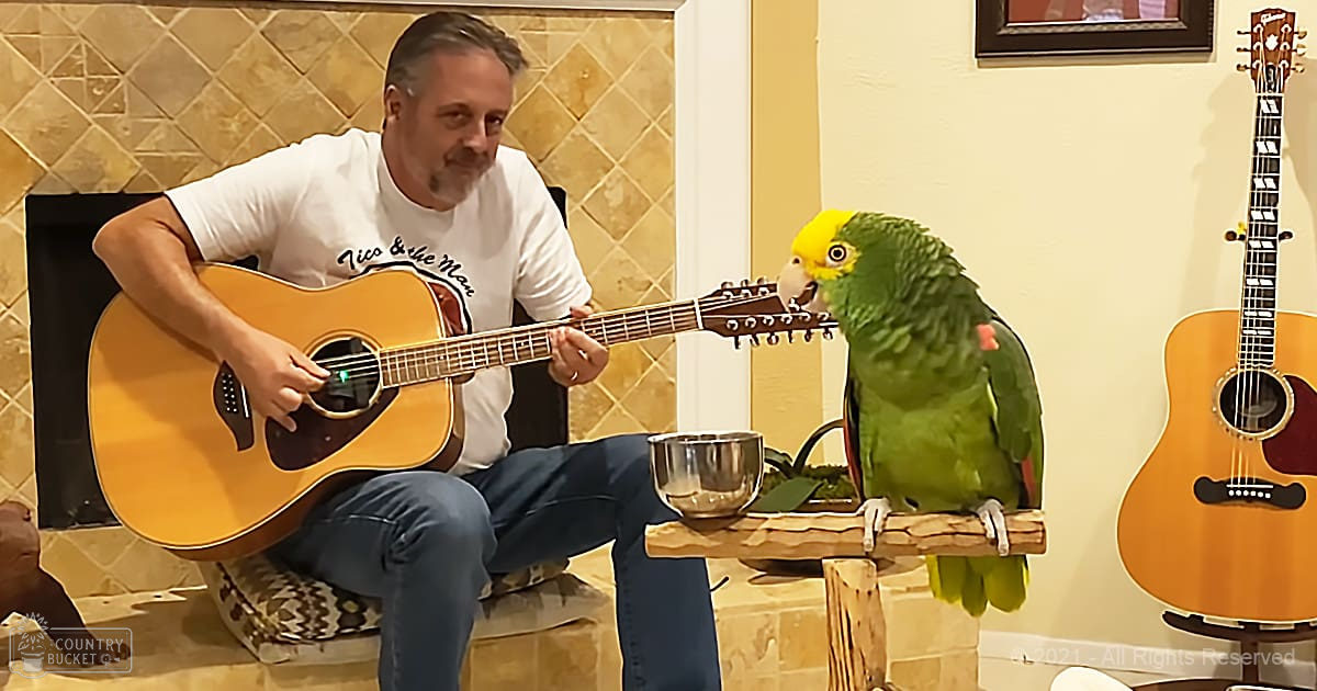 An adult male with a white t-shirt and 'Vito & the Man' printed on it, playing guitar in an indoor setting with a green parrot perched nearby.