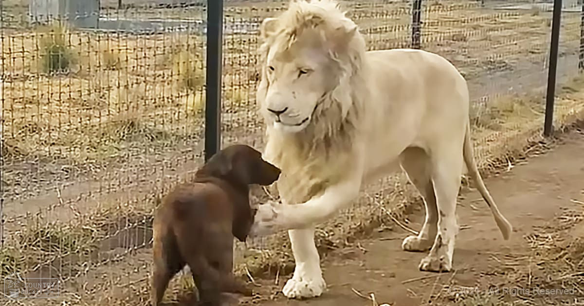 A white lion interacting with a young dark brown puppy in an outdoor enclosure during daytime, with dry earthy tones dominating the scene.