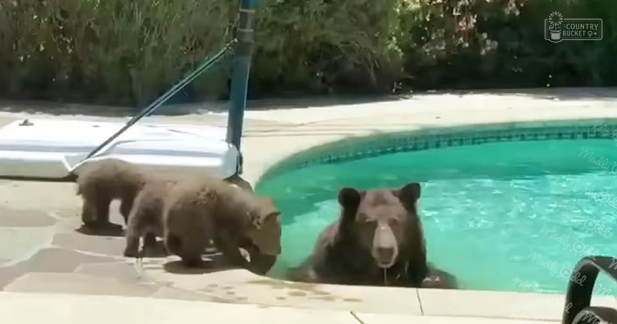 A mother bear with two cubs swimming in a residential outdoor pool surrounded by concrete and greenery under natural daylight.