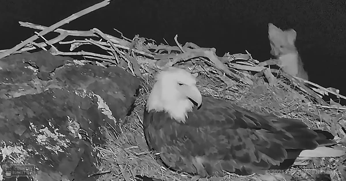 A bald eagle and a younger bird rest on their nest under natural light during what appears to be nighttime.