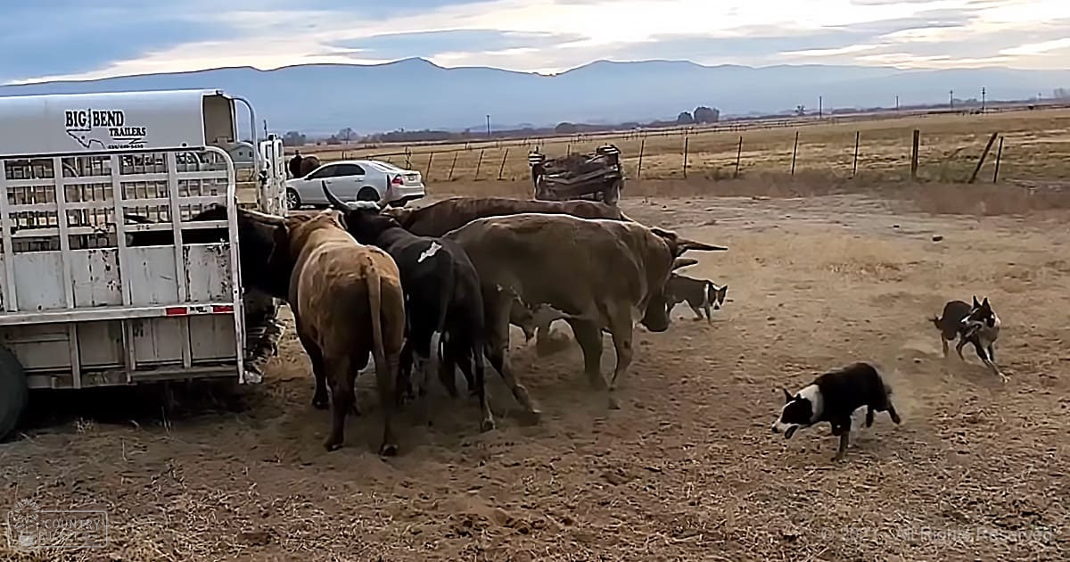 Cows and herding dogs in an open field with a white sedan and 'BIG BEND TRAILERS' trailer parked nearby, late afternoon or early evening lighting.