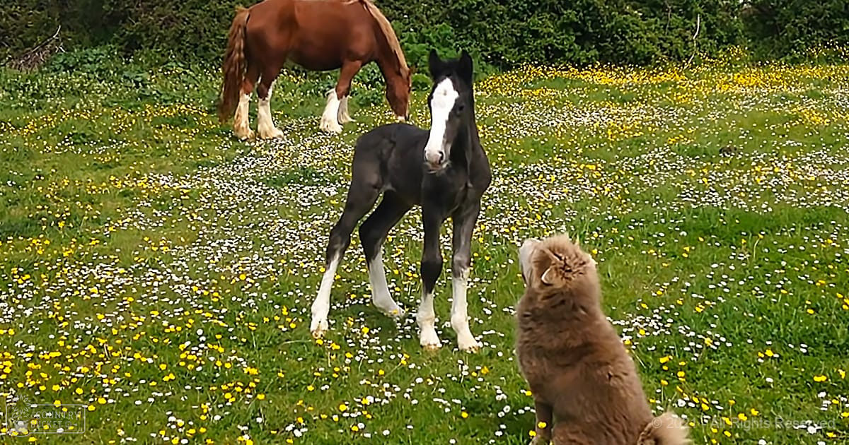 A foal with black coat and white markings stands in a meadow surrounded by greenery, with a golden retriever or similar dog nearby. The setting is lush, suggesting spring or summer.