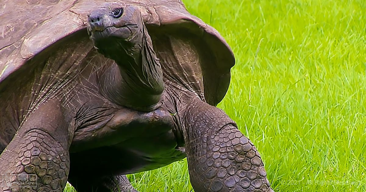 A giant tortoise with a dark brown shell and scaly legs in a lush green grassy field, likely during spring or summer under natural sunlight.