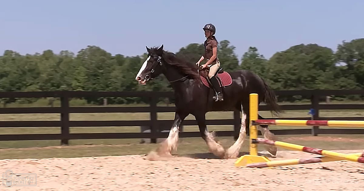 A horse, likely a draft breed with dark coat coloration and white markings, is ridden by a young adult female in an outdoor equestrian arena surrounded by lush greenery under clear skies.