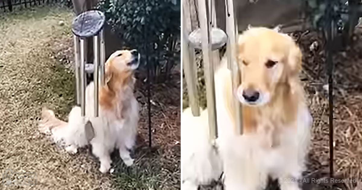 A golden retriever dog and a small kitten in an outdoor garden setting with wind chimes.