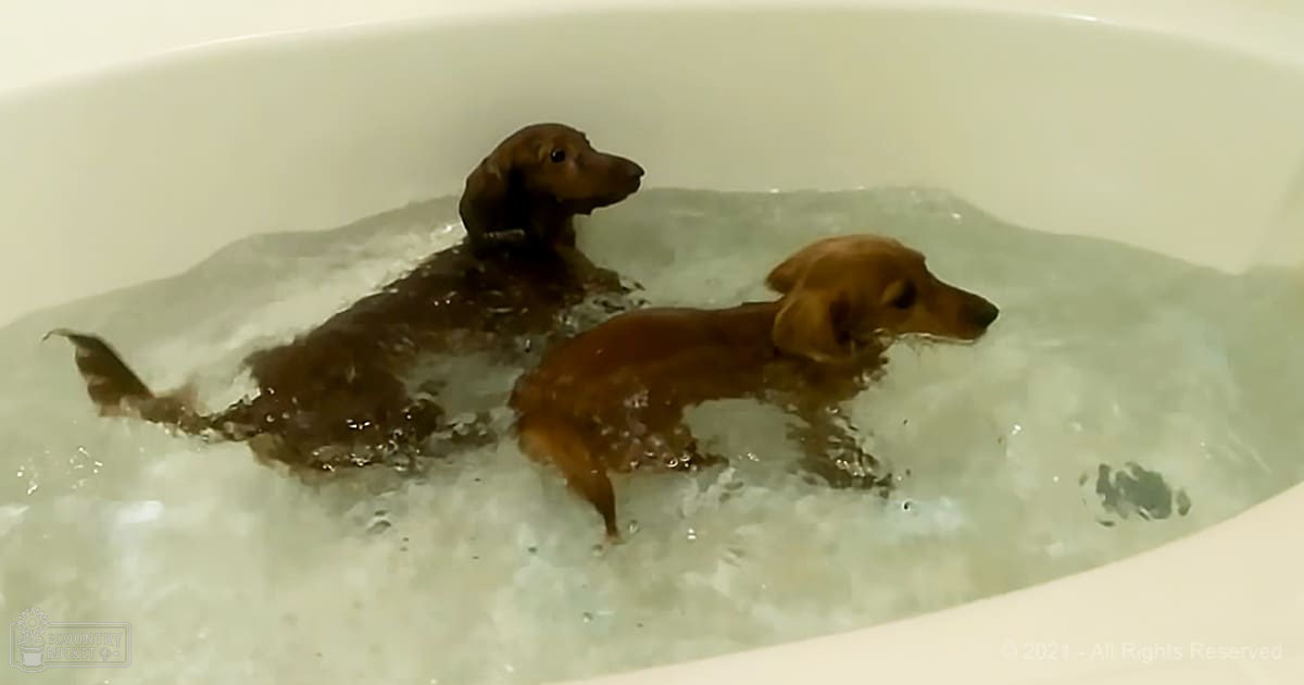 Two brown puppies in a bathtub, likely indoors, with no distinct markings or objects around them.