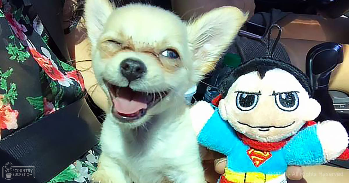 A light cream-colored Chihuahua puppy with an expressive face, held by someone off-camera in a vehicle setting.
