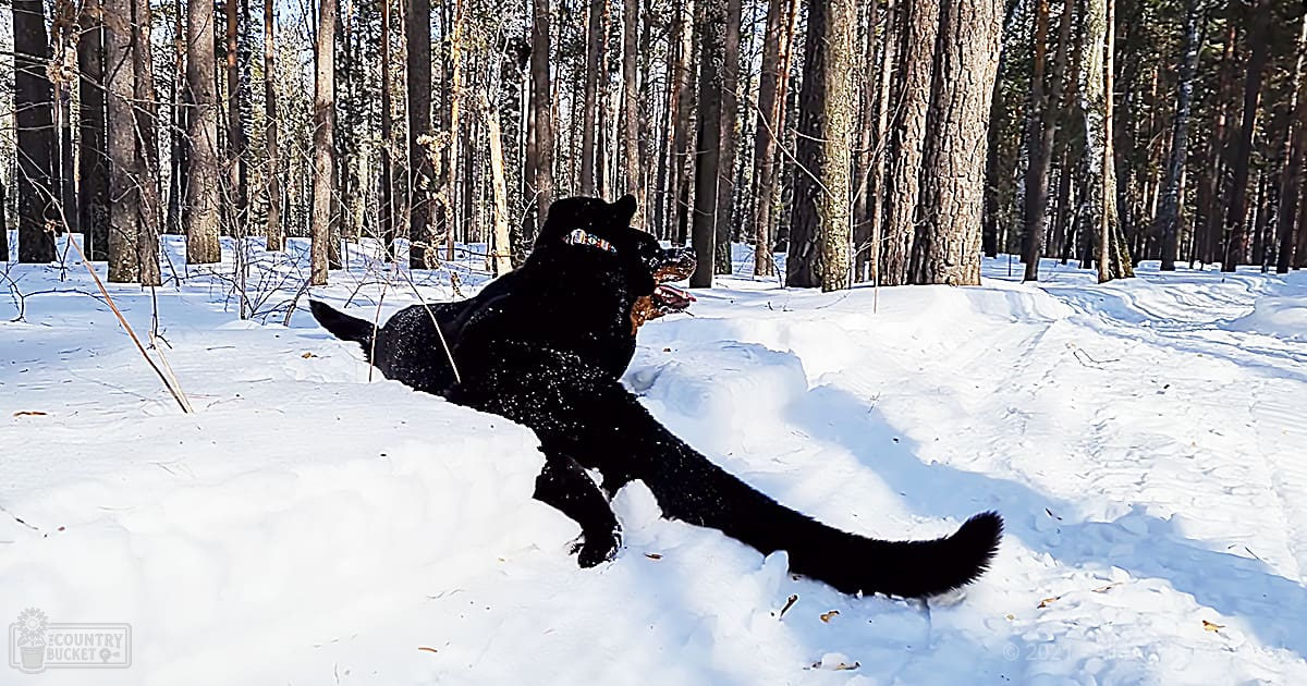 A black Labrador Retriever with a brown patch on its chest and face in a snowy forest scene during winter midday light.