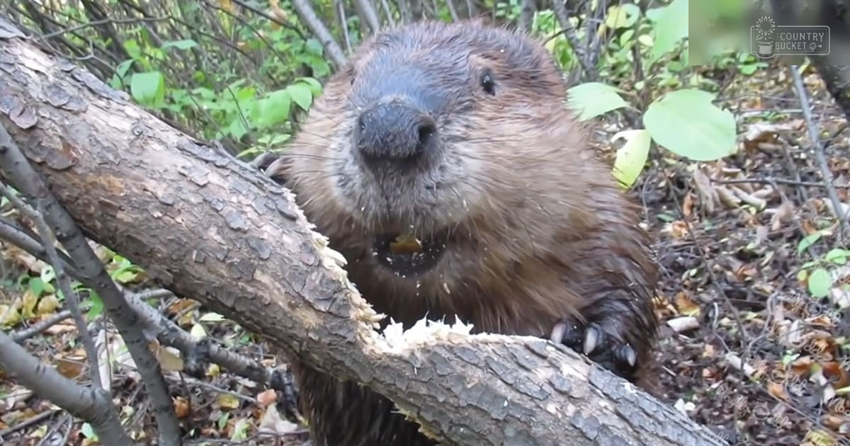 A beaver with brown fur and a dark nose stands amidst dense forest foliage on an autumn day under natural daylight.