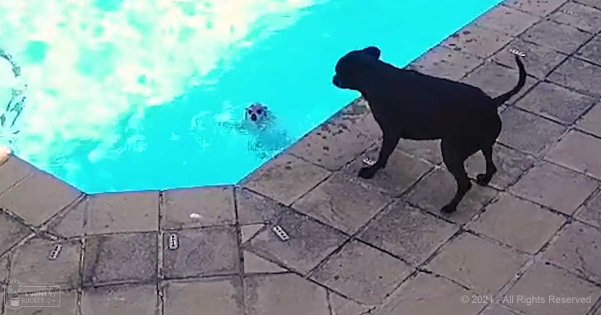 A medium-to-large black Labrador Retriever near a swimming pool in an outdoor setting with bright sunlight suggesting daytime during summer or spring.