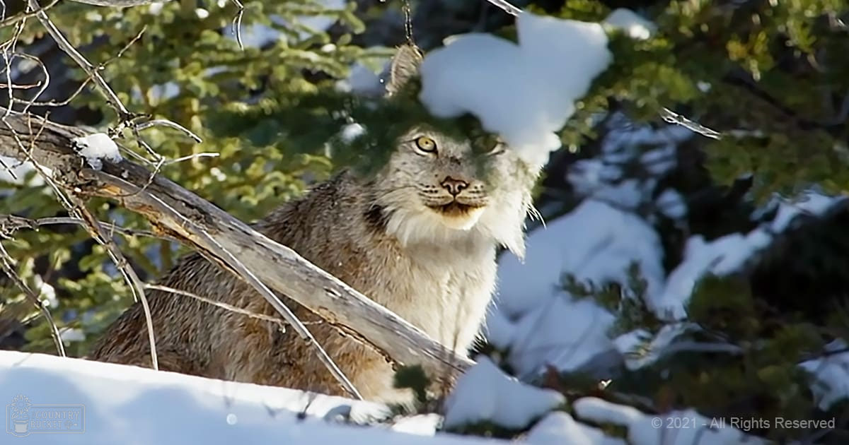 A Canada lynx with a thick coat of brownish-gray fur, white underbelly, and tufted ears in a snowy forest setting during winter.