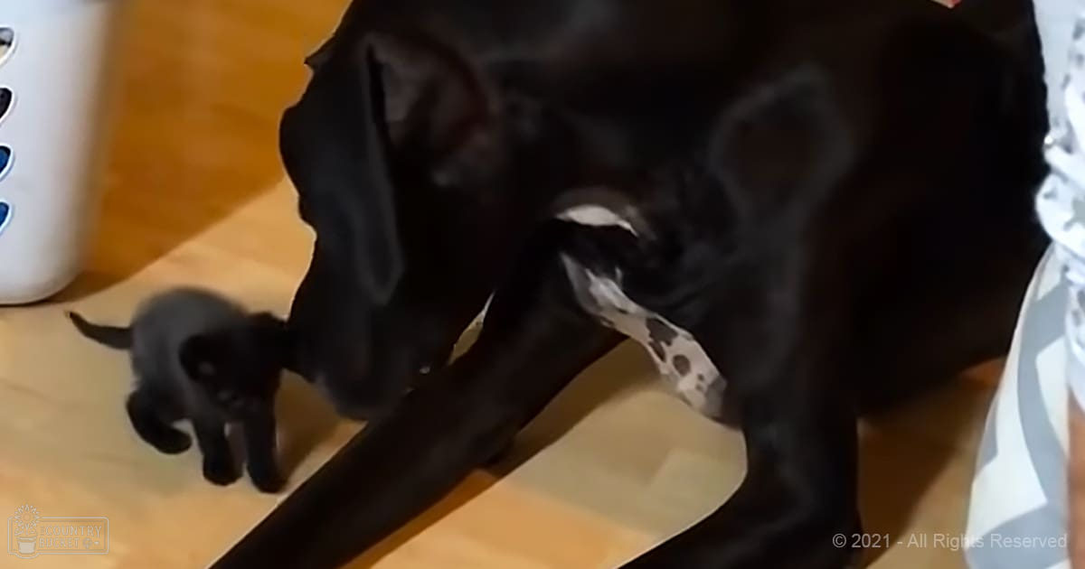 A black dog and a black-and-white kitten interact in an indoor setting with wooden or laminate flooring, a white plastic basket visible on the left.