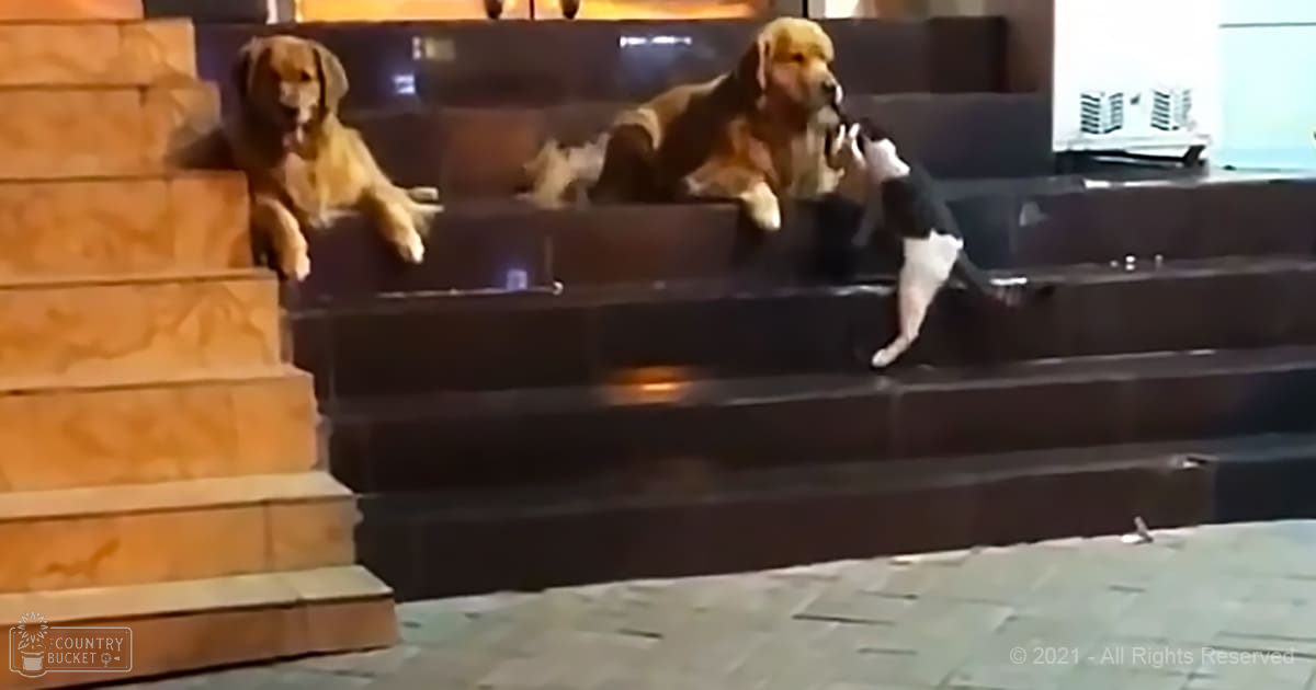 Two golden retriever-like dogs lounging on a dark sofa in an indoor setting with artificial lighting, likely evening.