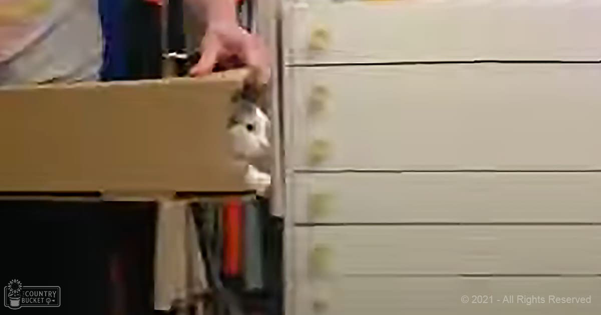 A young tabby kitten with white fur and dark markings sits in a cardboard box, held by someone’s hand, within an indoor home setting.