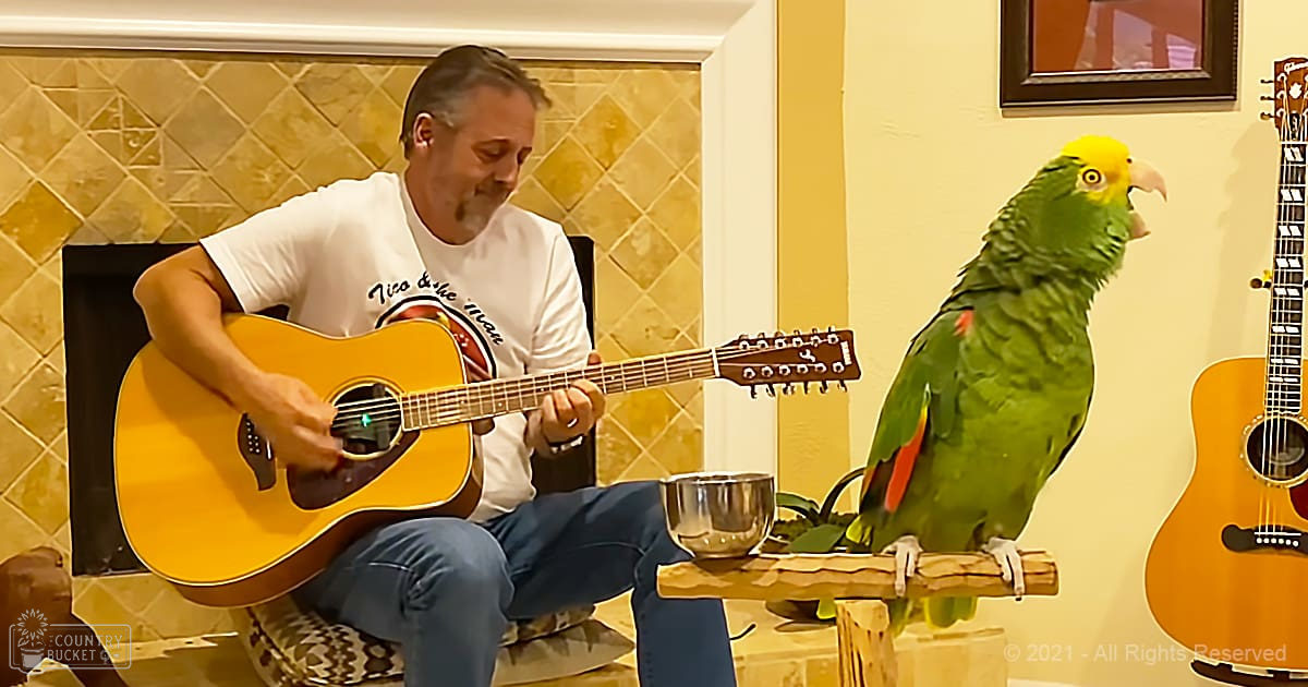 An adult male in a cozy living room or home studio plays guitar while an Amazon parrot perches on his shoulder, surrounded by guitars and artwork.