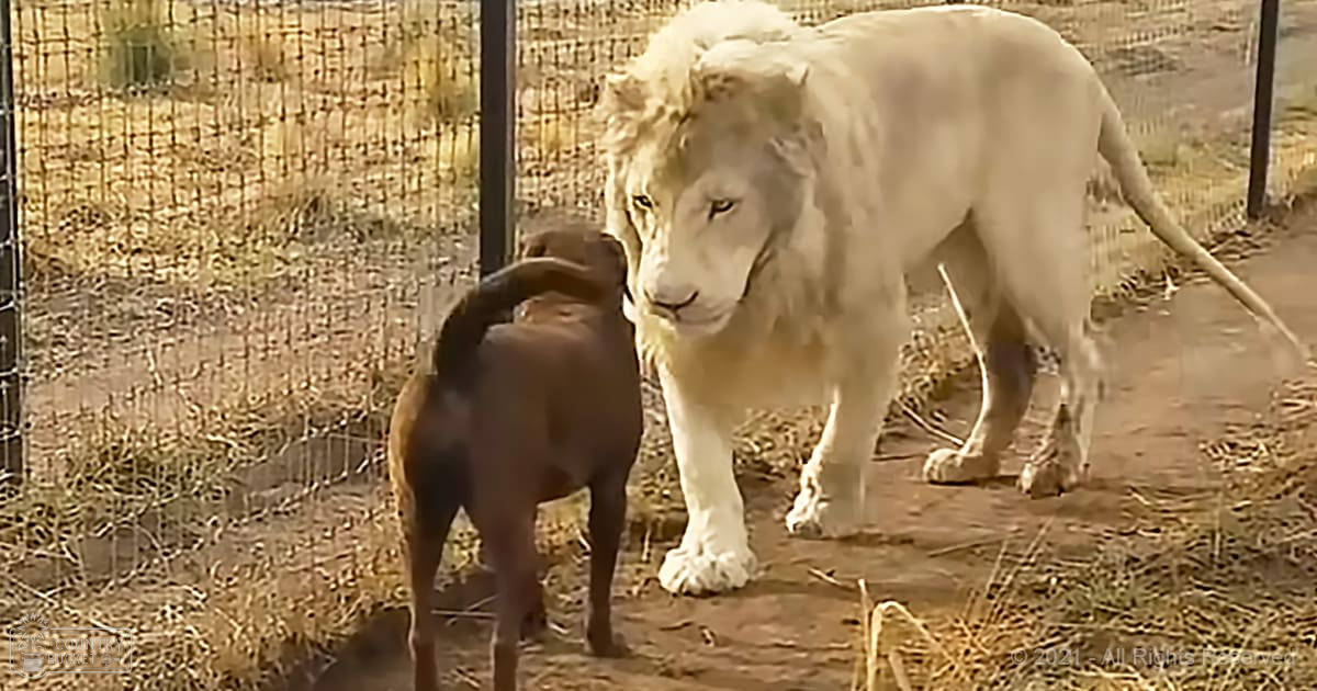 A white lion and a juvenile brown dog in an enclosed zoo enclosure during late summer or early fall with dry grass, daytime lighting.