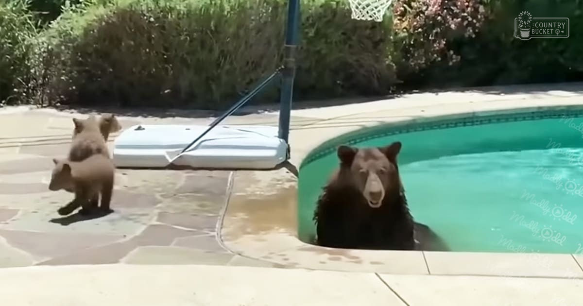 Two brown bears, one adult and one cub, in a swimming pool surrounded by greenery under clear skies.