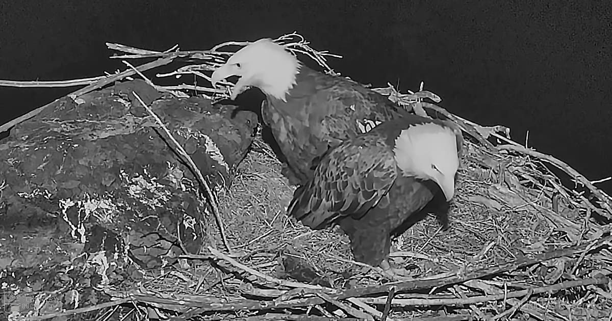 A bald eagle perched in its nest near water, possibly late afternoon or early evening.