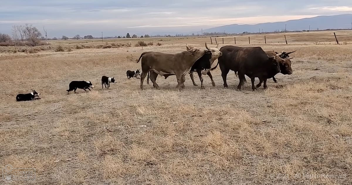 Multiple adult cows with dark brown and light brown coats being herded by black-and-white Border Collie dogs in an open field with dry grass, distant hills under a partly cloudy sky.
