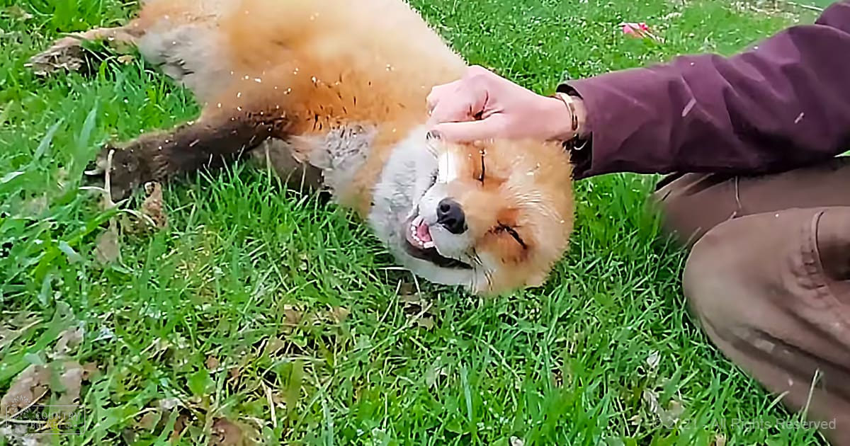 A red fox in a grassy outdoor area with an adult male person holding its head gently.