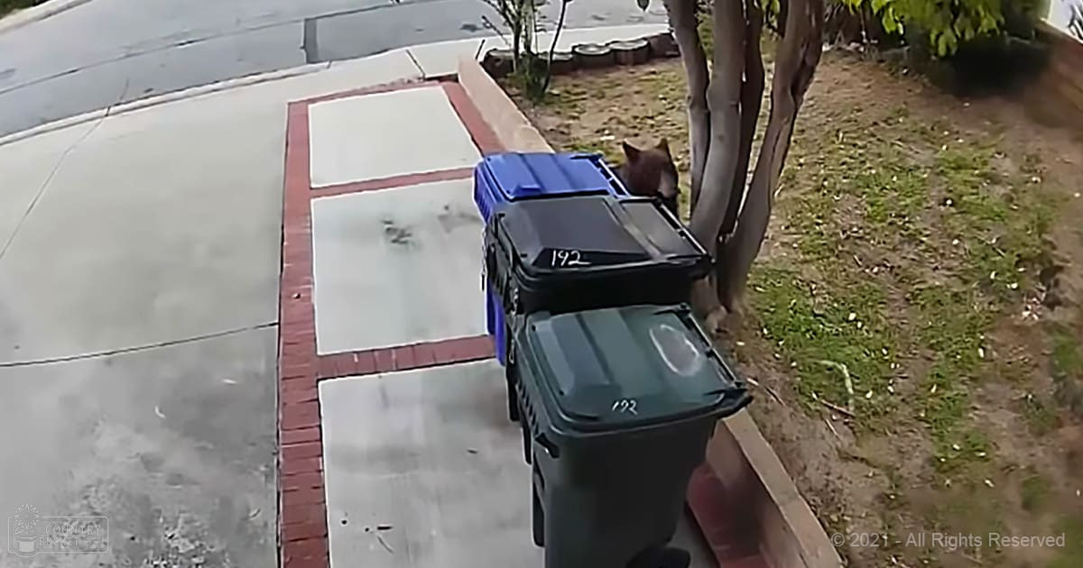An adult tabby cat with light brown fur and dark markings near two trash bins, a tree trunk, and a sidewalk in an outdoor residential area during late spring or summer.