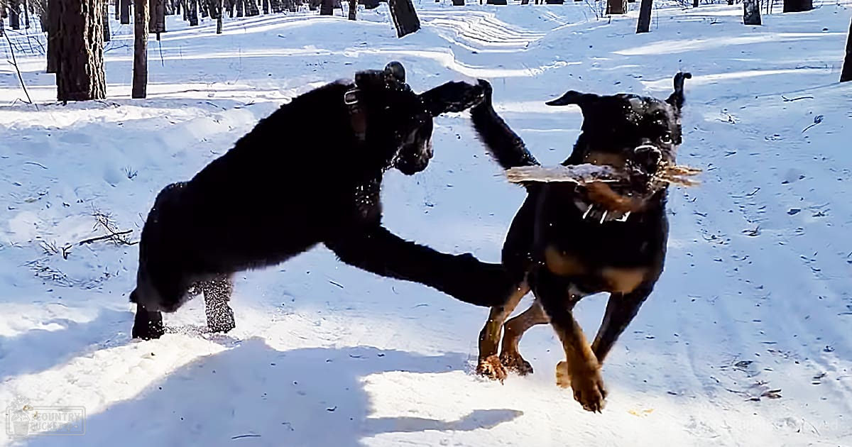 Two Rottweiler and Bernese Mountain Dog mix dogs playing in a snowy forest setting, illuminated by sunlight with white snow, black coats, and brown tan markings visible.