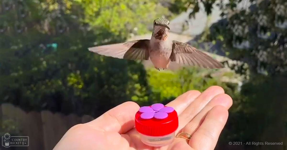 A close-up of a hummingbird with brownish-gray feathers in an outdoor garden setting during spring or summer.