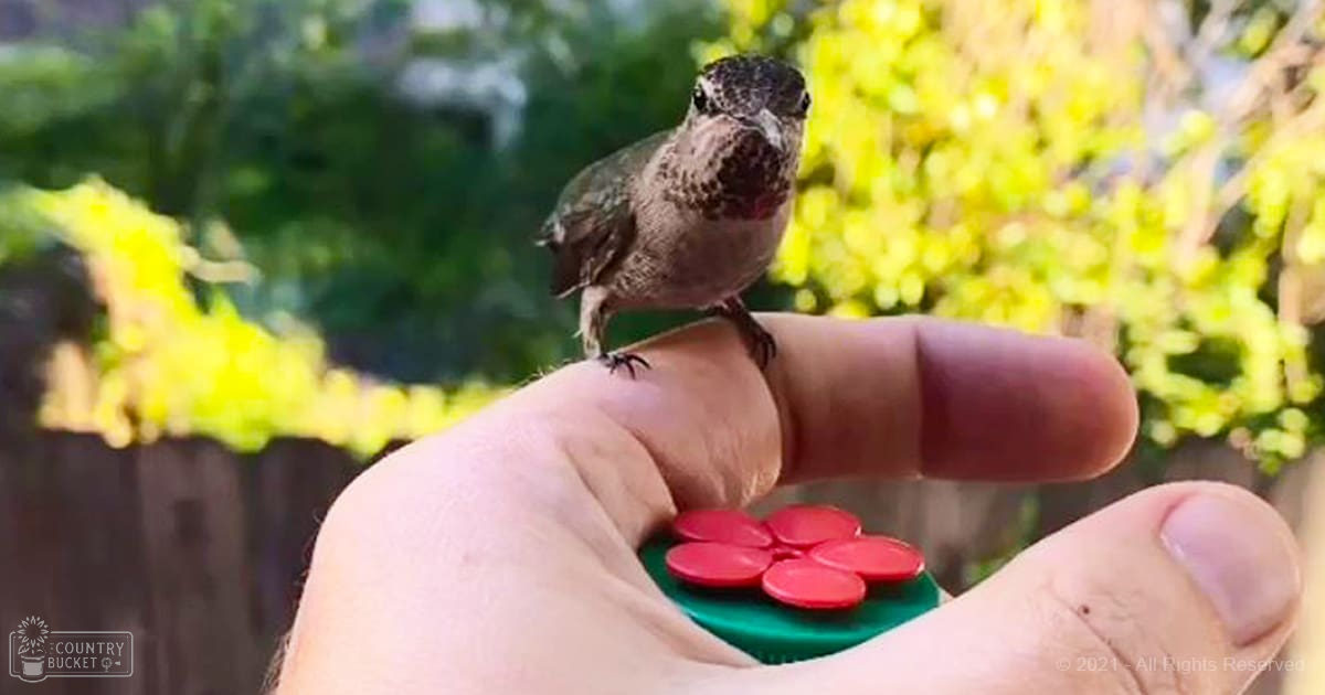A juvenile hummingbird perched on a finger outdoors, surrounded by greenery and yellow flowers. The scene is bright and natural, likely during spring or summer.