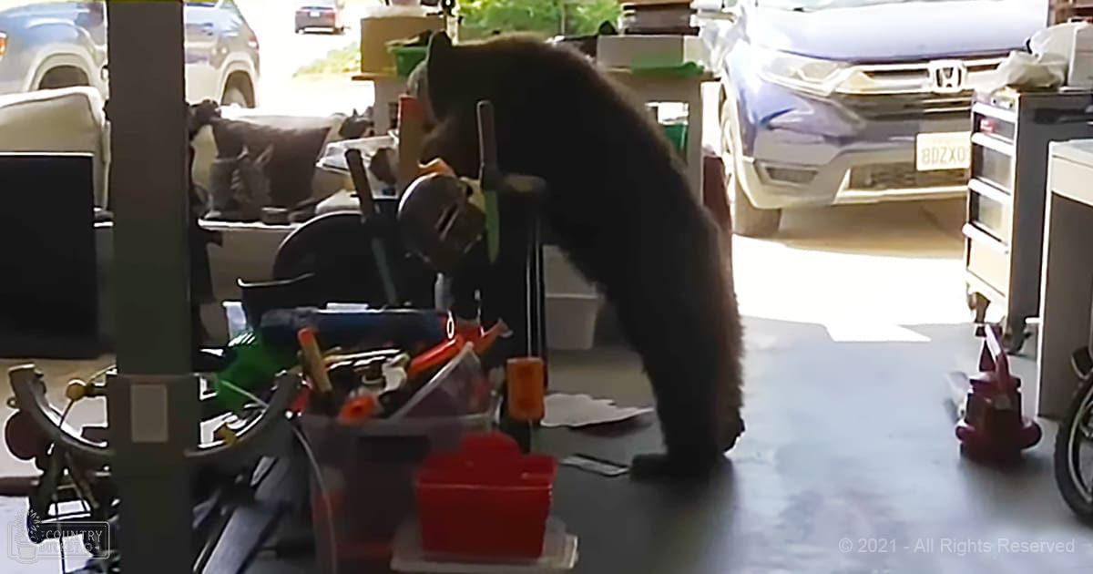An adult brown bear in a residential garage with various tools and vehicles, spring or summer day