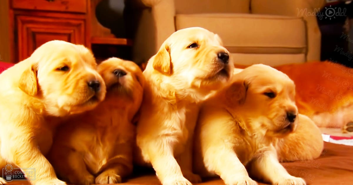 Four golden retriever puppies indoors with soft natural lighting, suggesting daytime in fall or winter.