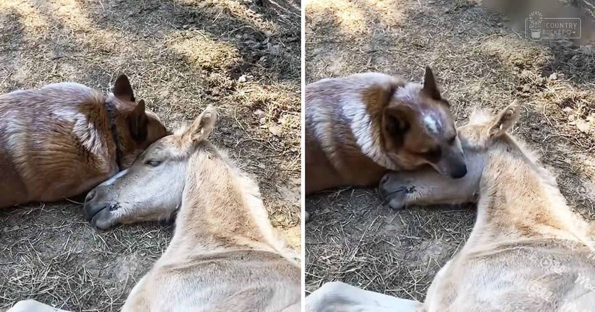 A German Shepherd mix dog with brown and white fur resting alongside a light-colored horse on dry straw or hay in an outdoor setting, suggesting spring or summer due to the natural daylight.