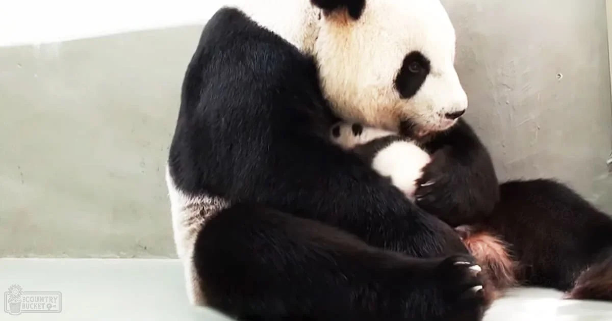 A panda bear with black and white fur stands indoors within a zoo or sanctuary enclosure.