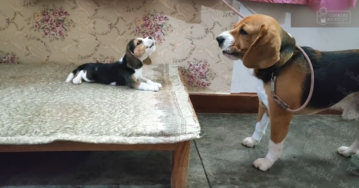 A Beagle puppy with black, white, and tan markings alongside an adult Beagle in a home setting with floral furniture and wallpaper.