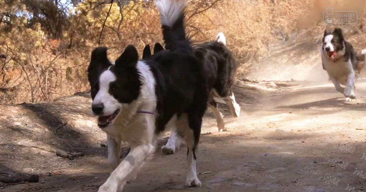 Two adult Border Collies running on a dirt path in an outdoor autumn setting with yellowing leaves.