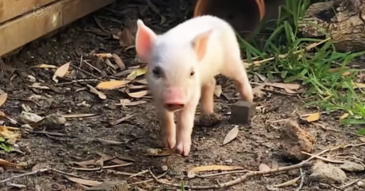 A young piglet in a natural outdoor setting surrounded by earthy tones and greenery.