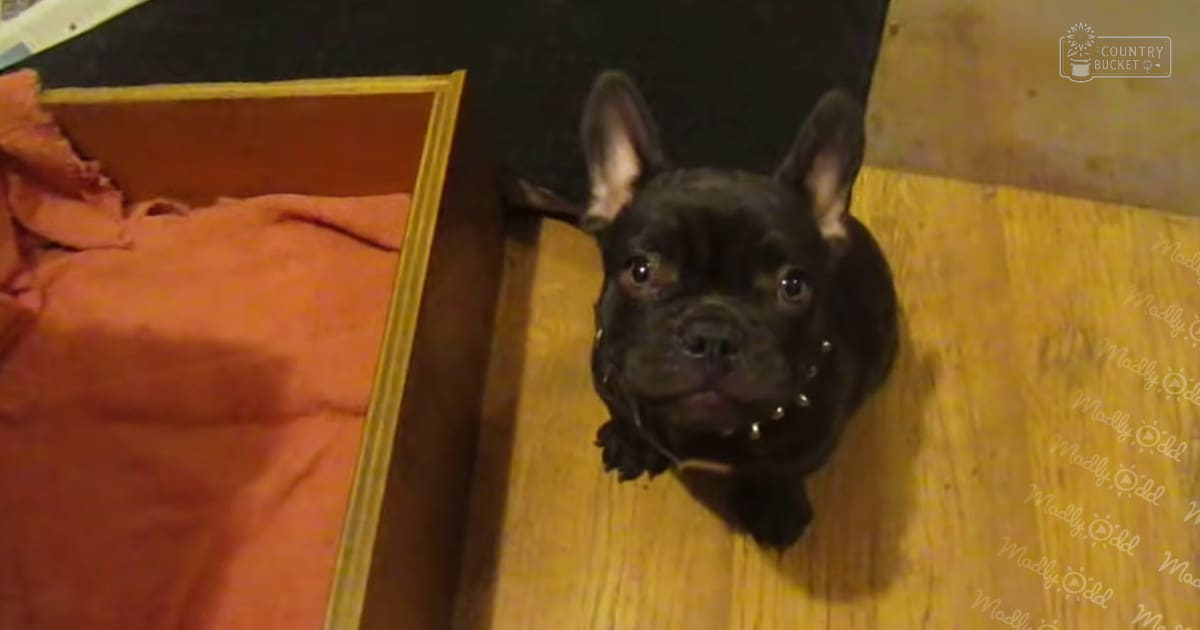 A French Bulldog puppy with perked-up ears, wearing a studded collar, inside an indoor setting with artificial lighting, orange blanket draped over furniture, black fur and white chest patch.