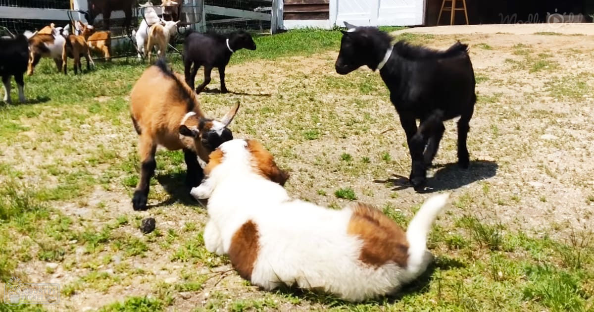 A group of goats in a farmyard setting with midday lighting.