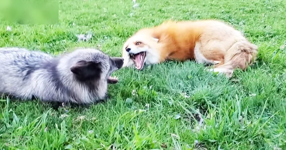 Two red foxes (Vulpes vulpes) with distinct orange and white fur patterns in a grassy outdoor area during spring or summer, illuminated by natural sunlight.