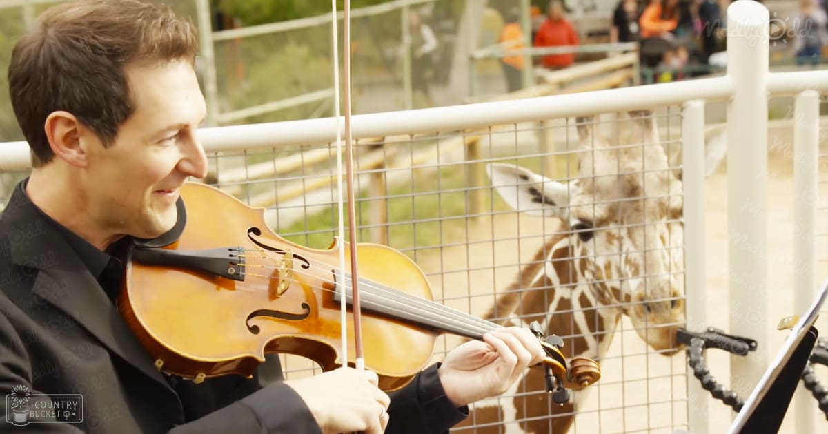 An adult male violinist playing his instrument outdoors at what appears to be a zoo or animal park with reticulated giraffe visible in the background, during natural daylight hours.