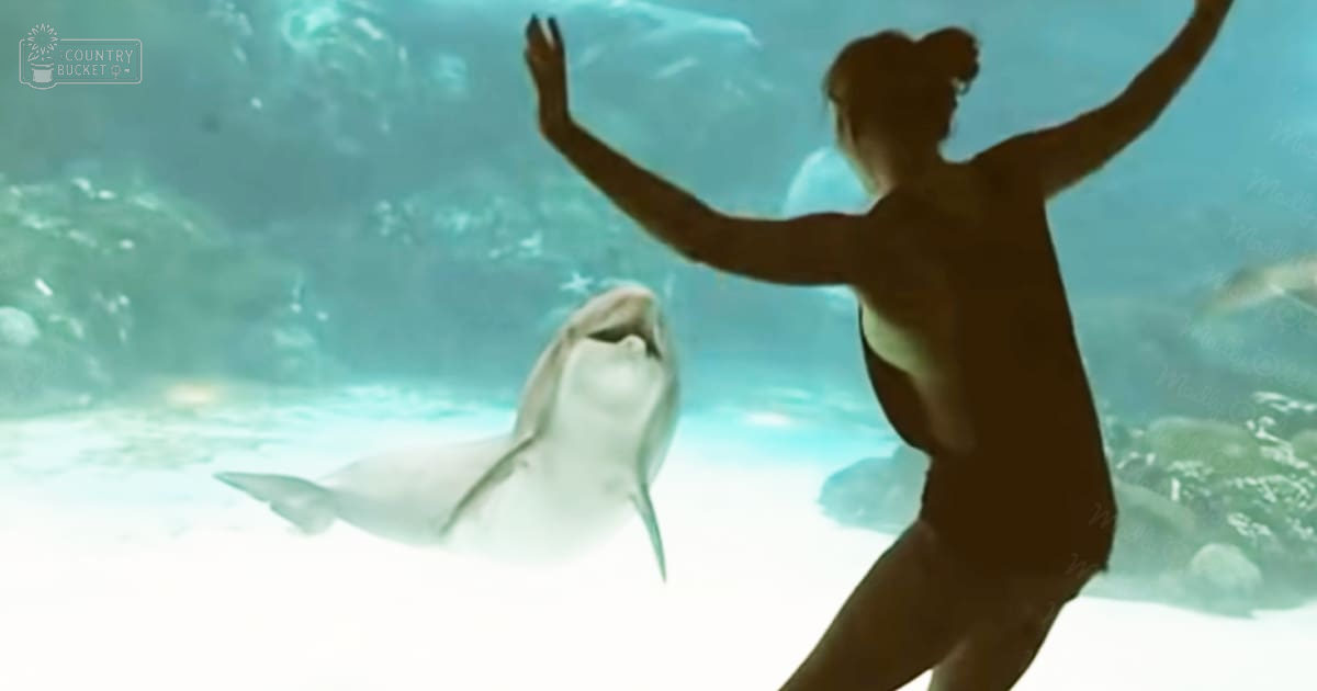 An adult female interacts with dolphins in a bright, indoor aquarium setting.