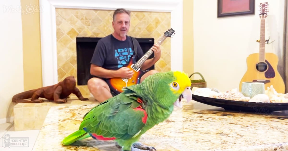 An adult male singer wearing a dark t-shirt with light blue text 'ABOUL' in a modern cut, standing indoors near a fireplace and guitar. A bright green Amazon parrot with yellow head and red wing patches perches on the marble countertop.