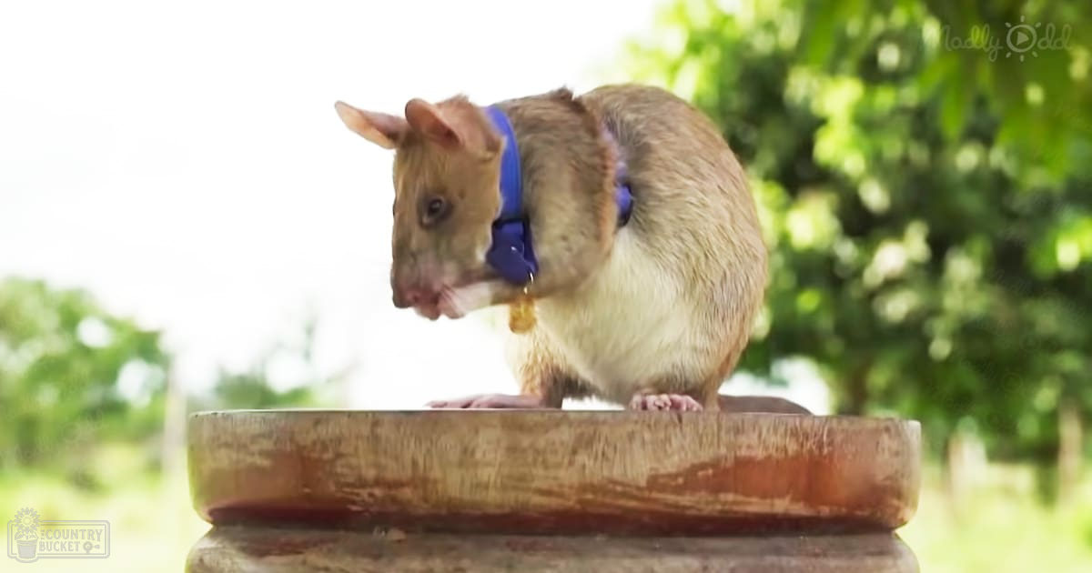 A light brown rat with a white underbelly wearing a blue collar stands on a worn wooden bowl in an outdoor garden setting during daytime.