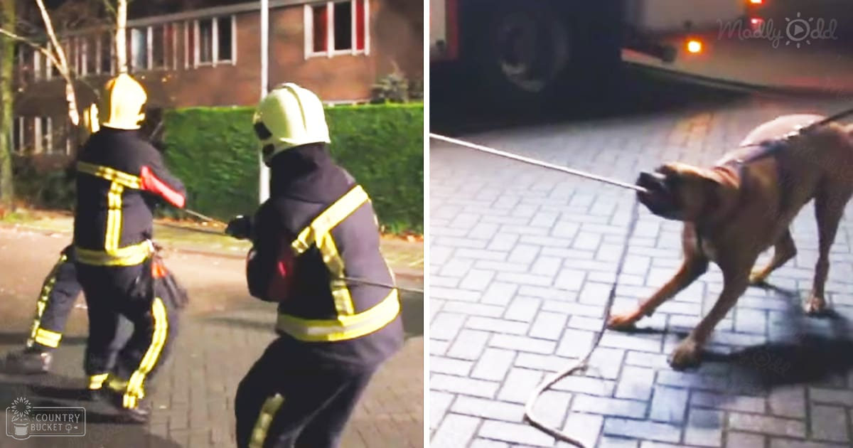 Adult male firefighters in action near a building with a brown boxer dog, daytime urban outdoor scene with clear visibility and greenery.