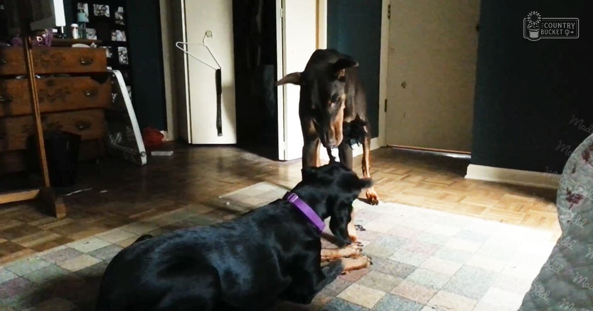 Two Doberman Pinschers in a home setting with natural light.