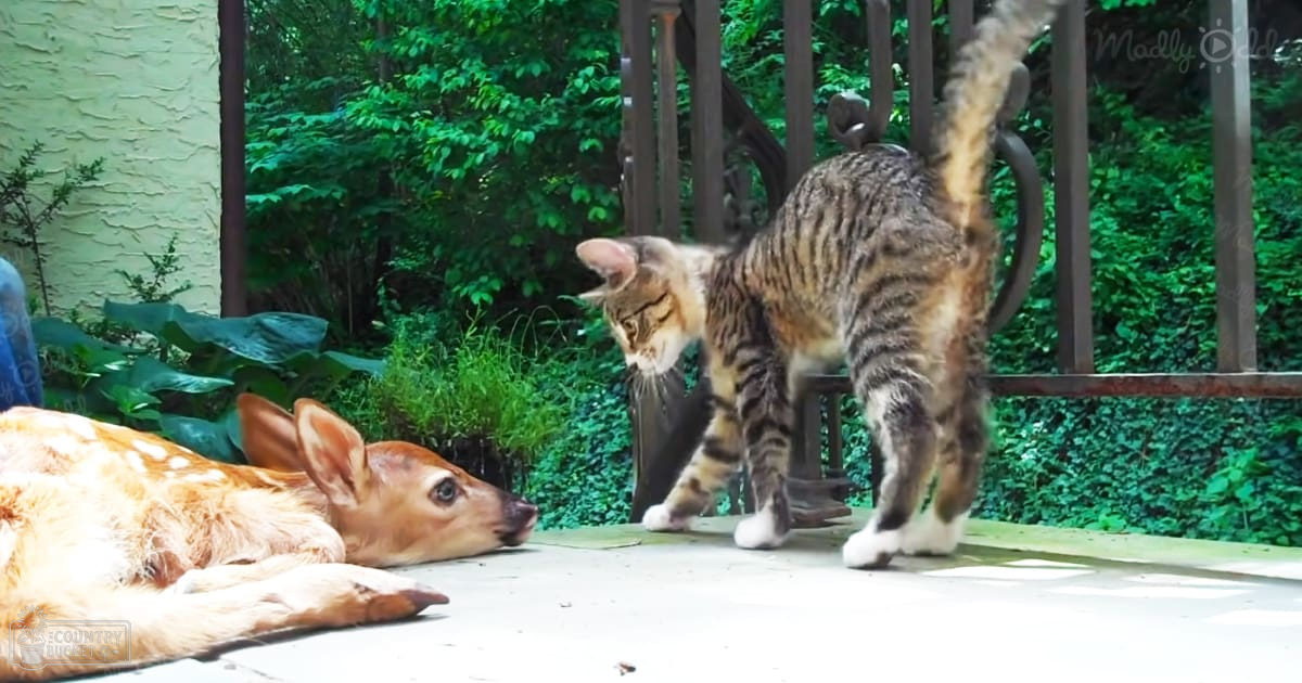 A tabby cat interacting with a fawn-like animal in an outdoor garden setting during daytime.