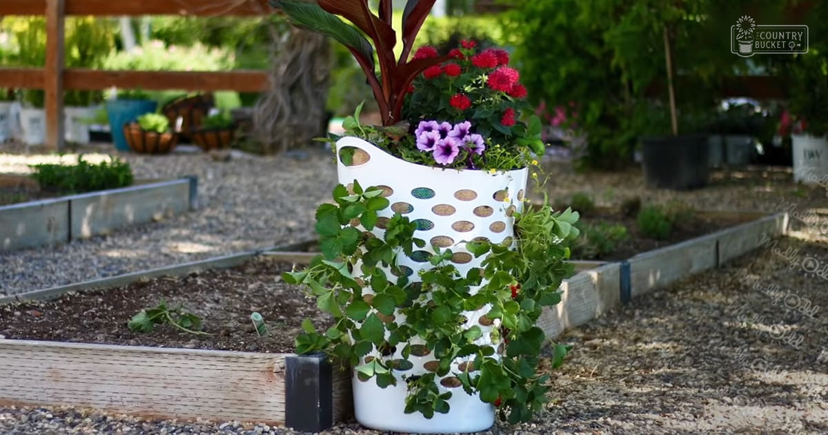 An outdoor community garden with raised beds, white plastic planters, and various flowering plants during spring or summer.