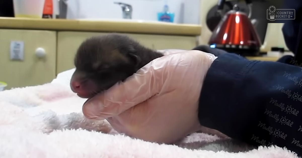 A newborn puppy with dark fur rests on a white towel or blanket, surrounded by medical supplies in a veterinary clinic setting.