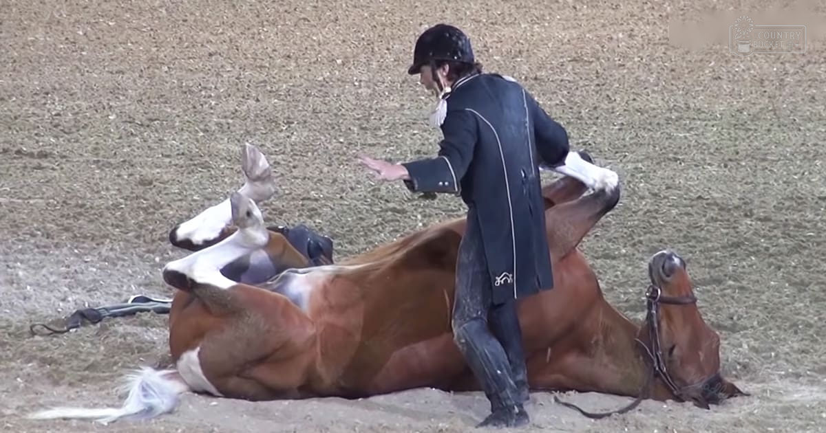 A horse rolling in the sand at an equestrian event; a rider wearing formal riding attire stands nearby.