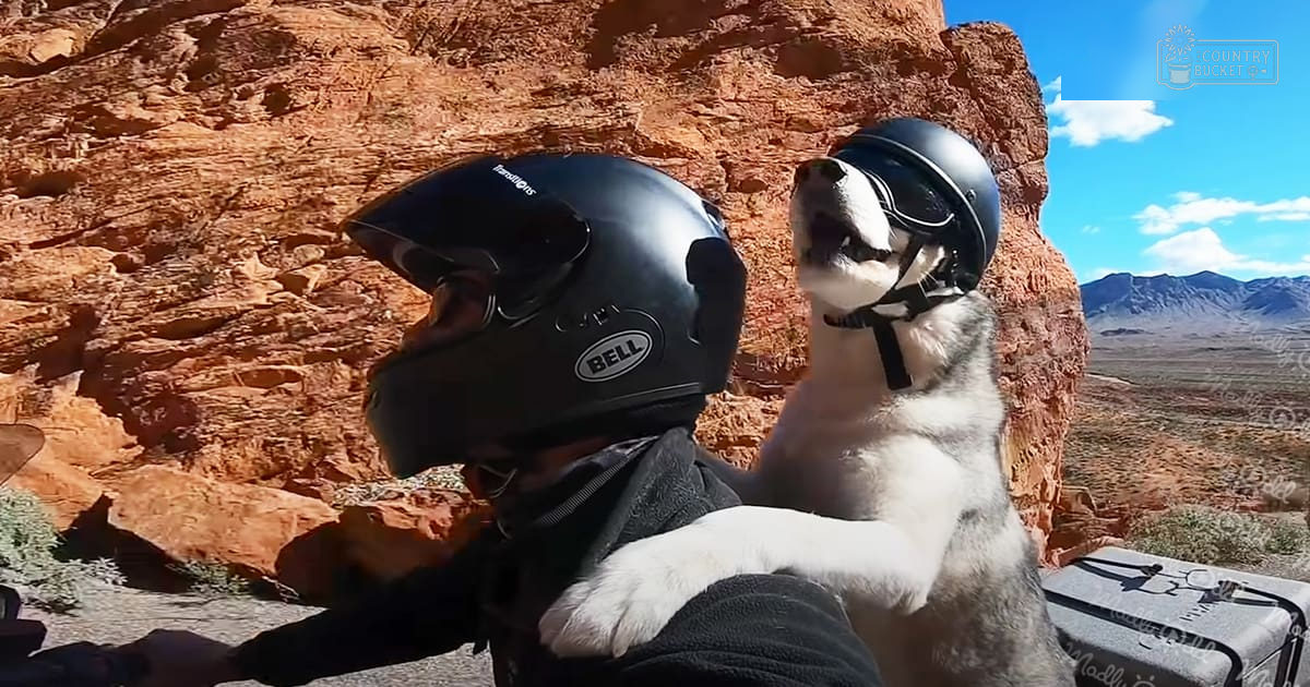 An adult male wearing a dark jacket and helmet riding a motorcycle with a husky dog on a clear day in a desert canyon, red rocks under a blue sky.